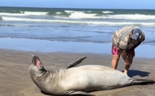 Apareció un lobo marino, un hombre quiso tocarlo y desató una violenta pelea